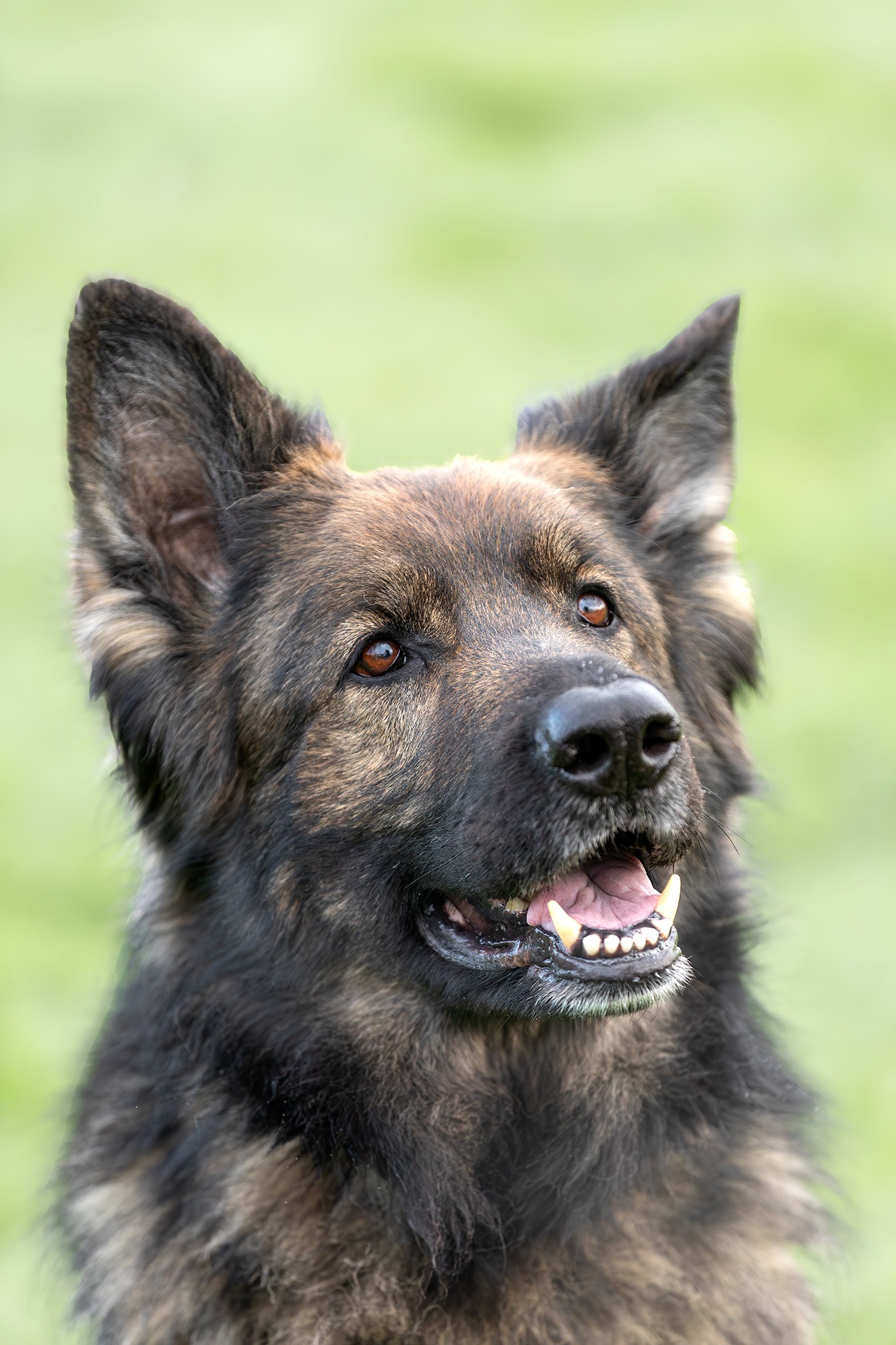 Enzo_Pflegehunde