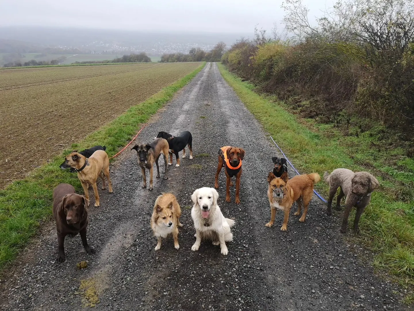 Social Walks