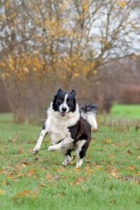 Jumpy_Pflegehunde