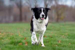 Jumpy_Pflegehunde