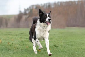 Jumpy_Pflegehunde