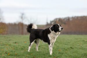 Jumpy_Pflegehunde