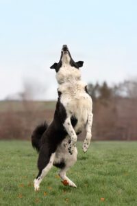 Jumpy_Pflegehunde