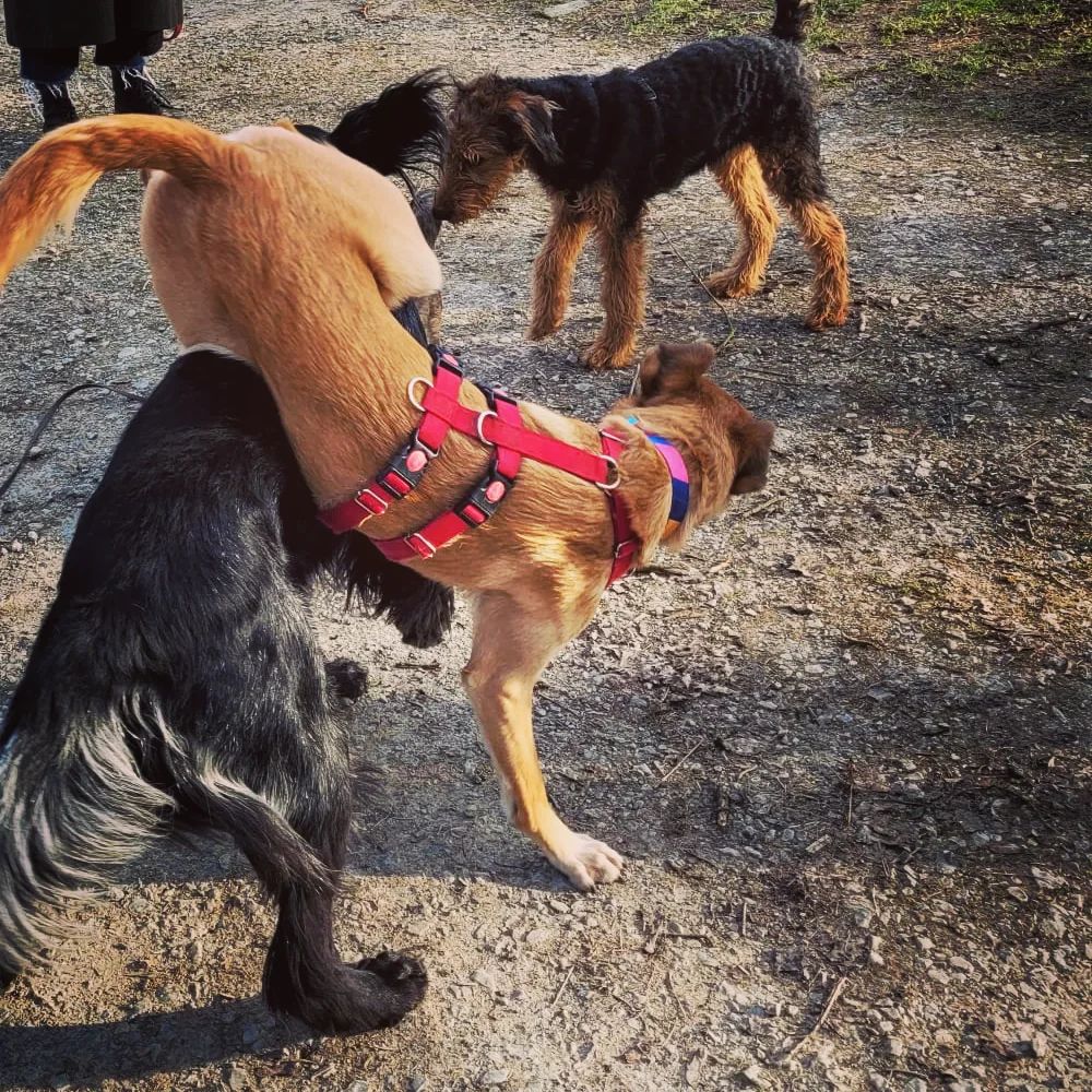 Sozialkontaktstunde große Hunde ab 15kg - Juni