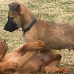 Welpenkurs ab 11. Januar - 9.00 Uhr