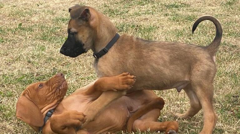 Welpenkurs ab 11. Januar - 9.00 Uhr