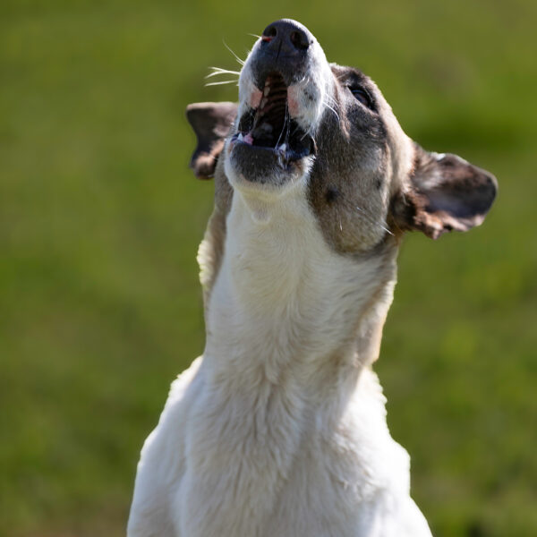 Paula_Pflegehunde