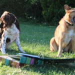 Junghundekurs Teil 2 - Folgekurs Junghunde 1