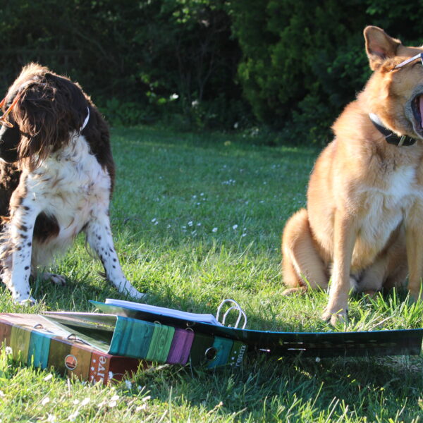 Junghunde gehen zur Schule