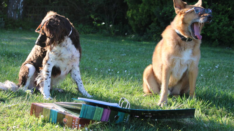 Junghunde gehen zur Schule