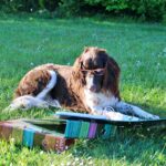 Nächster Themenabend: 12. Dezember 2025 "Körpersprache des Hundes" - Teil 1