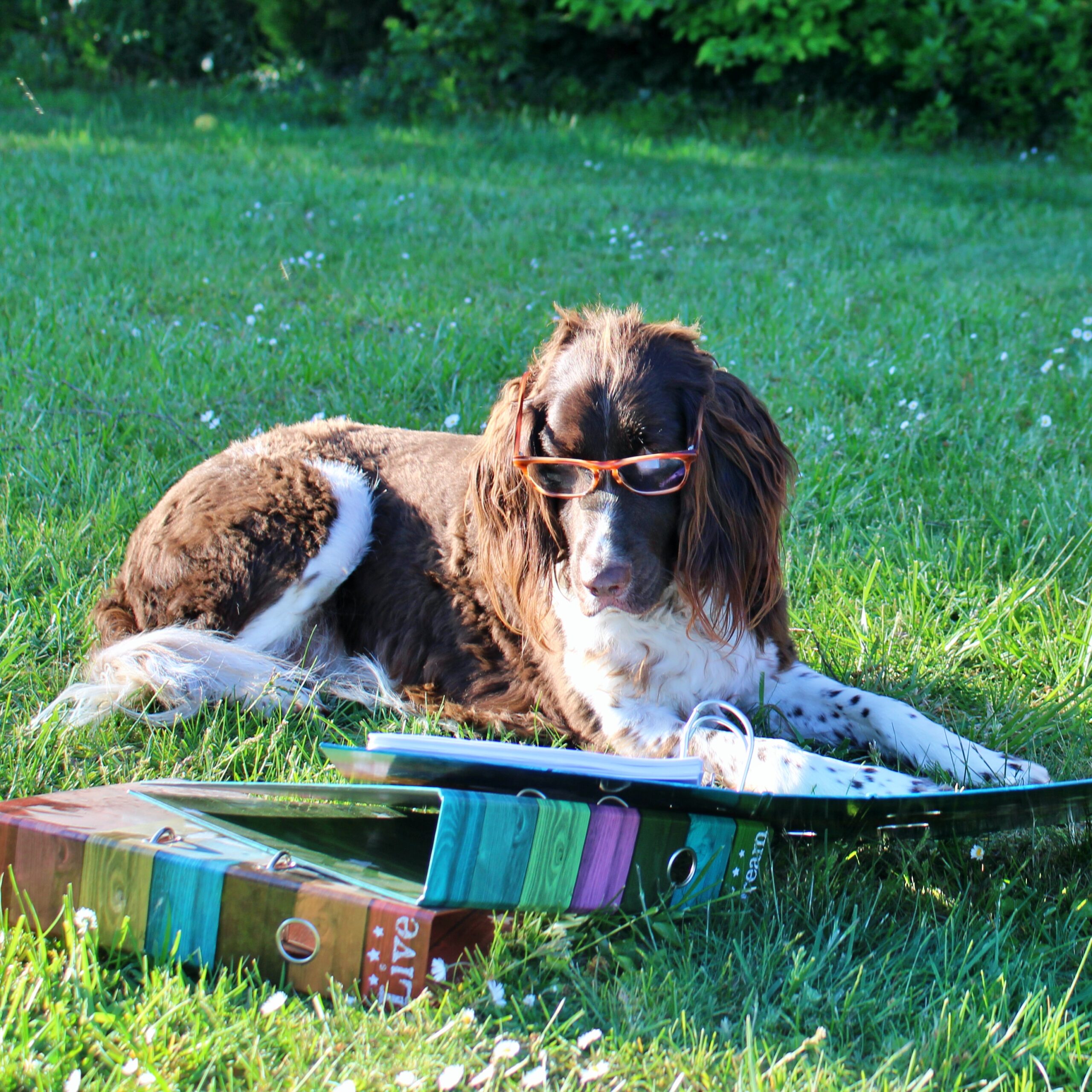 Themenabend: Rassen der Hunde