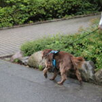 Mantrailing Videotage - Aktive Teilnahme 2 Tage