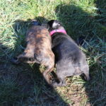 Junghundekurs Teil 1