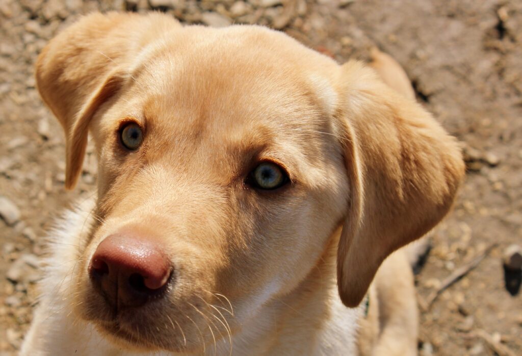Hund