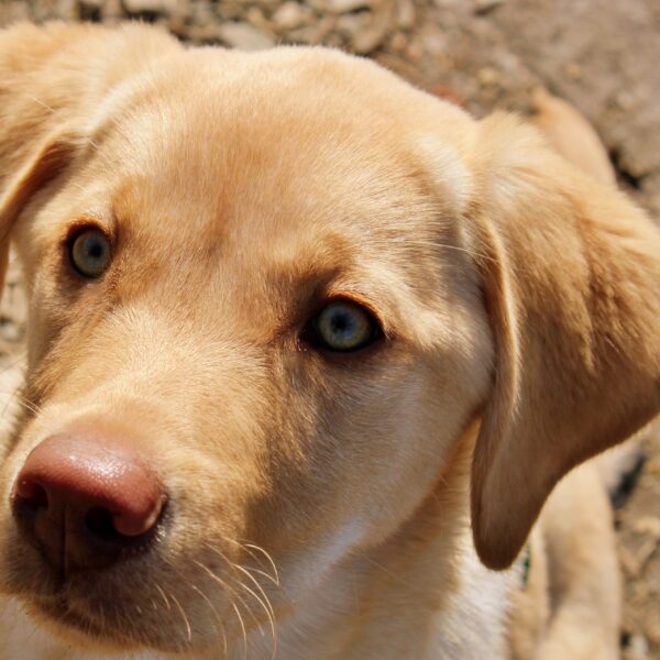Hund