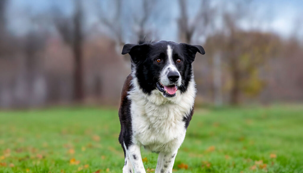 Mehr über den Artikel erfahren Jumpy