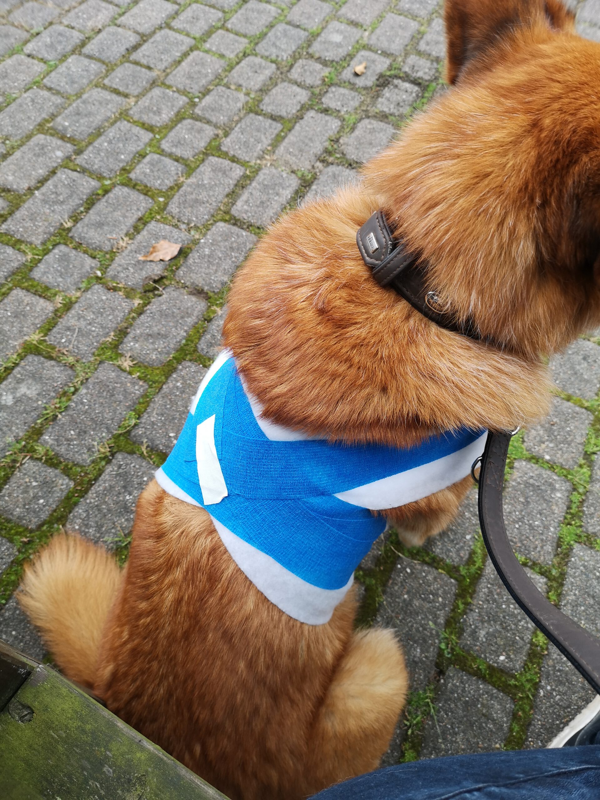 Erste Hilfe Kurs Hunde