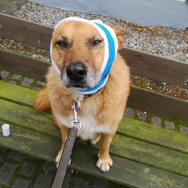 Erste Hilfe Kurs Hunde