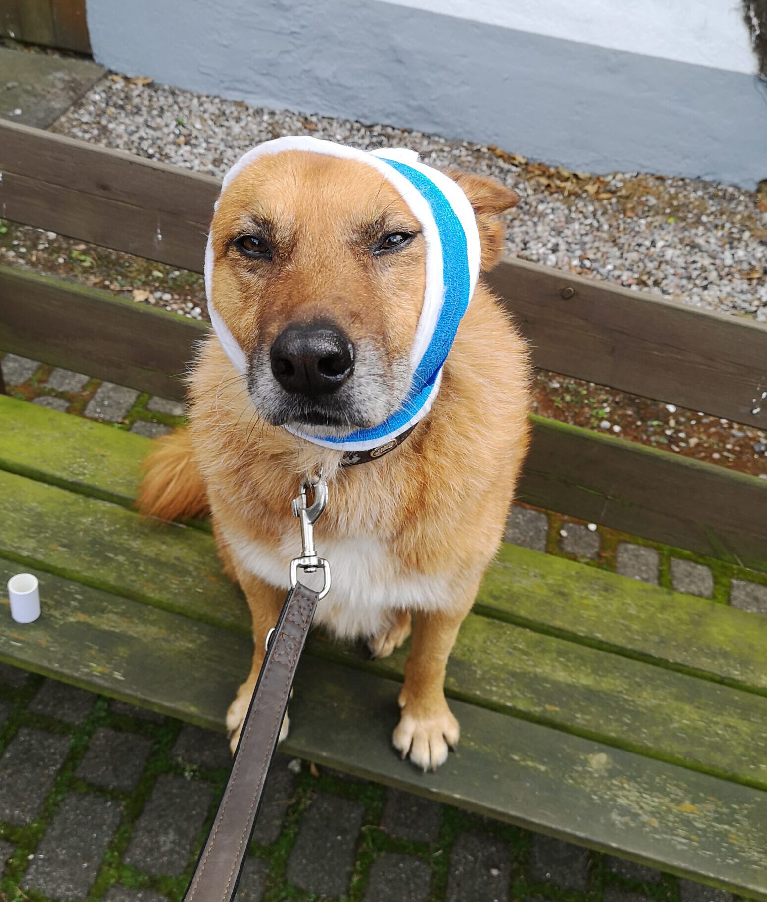 Erste Hilfe Kurs für Hundehalter