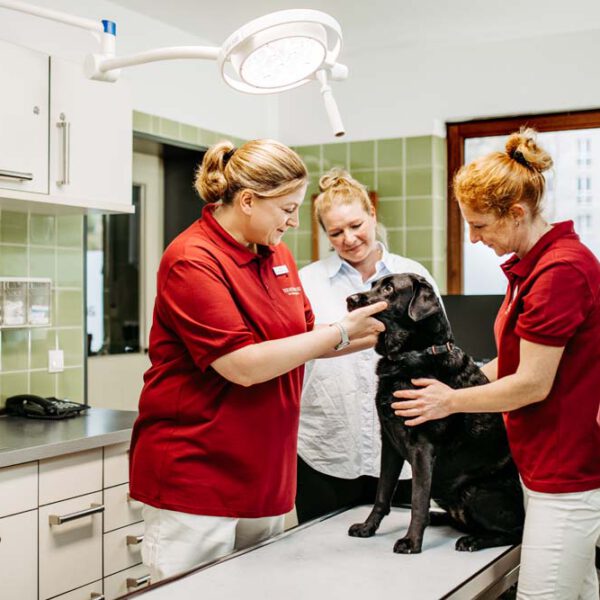 Dr. med. vet. Simone Schneider