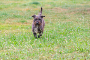 Nala_Plegehunde Hundezentrum Snoopy
