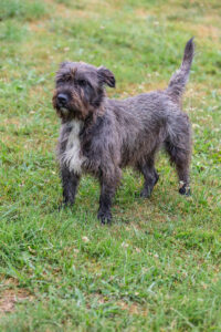 Nala_Pflegehunde Hundezentrum Snoopy