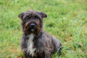 Nala_Plegehunde Hundezentrum Snoopy