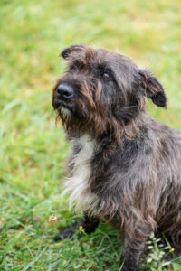 Nala_Plegehunde Hundezentrum Snoopy