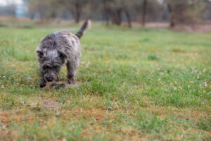 Murphy_Pflegehunde Hundezentrum Snoopy