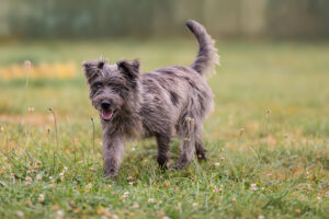 Murphy_Pflegehunde Hundezentrum Snoopy