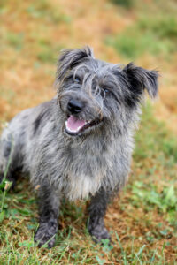 Murphy_Pflegehunde Hundezentrum Snoopy