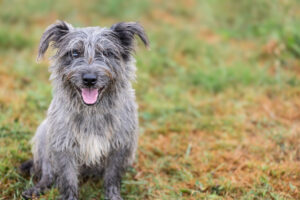 Murphy_Pflegehunde