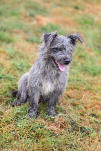 Murphy_Pflegehunde Hundezentrum Snoopy