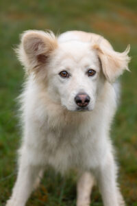 Yuki_Pflegehunde Hundezentrum Snoopy