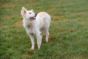 Yuki_Pflegehunde Hundezentrum Snoopy
