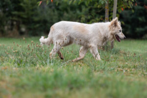 Yuki_Pflegehunde Hundezentrum Snoopy