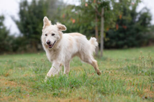 Yuki_Pflegehunde Hundezentrum Snoopy