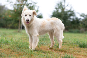 Yuki_Pflegehunde Hundezentrum Snoopy