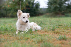 Yuki_Pflegehunde Hundezentrum Snoopy