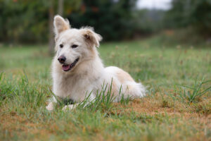 Yuki_Pflegehunde Hundezentrum Snoopy