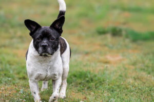 Nicki_Pflegehunde Hundezentrum Snoopy