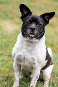 Nicki_Pflegehunde Hundezentrum Snoopy