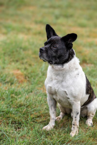 Nicki_Pflegehunde