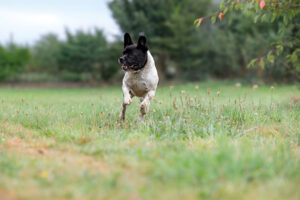 Nicki_Pflegehunde Hundezentrum Snoopy