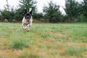 Nicki_Pflegehunde Hundezentrum Snoopy