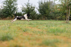 Nicki_Pflegehunde Hundezentrum Snoopy
