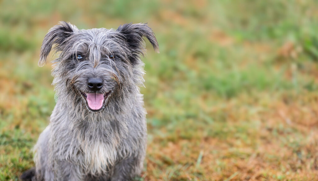 Mehr über den Artikel erfahren Murphy