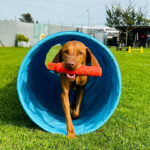 Apportility Anfänger Kurs - Start: 28. November von 11-12 Uhr