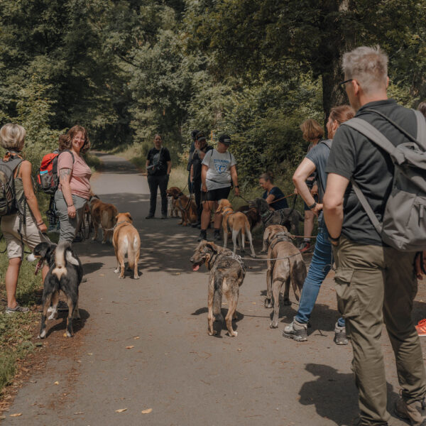 Hundewanderung